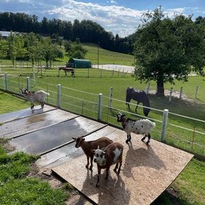 Meet your Posher, Caroline